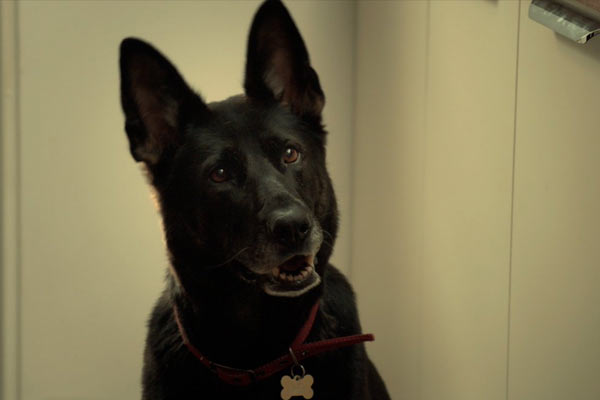 Brandy the Dog em After Life