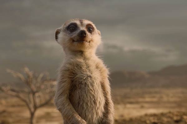 Timon em The Lion King