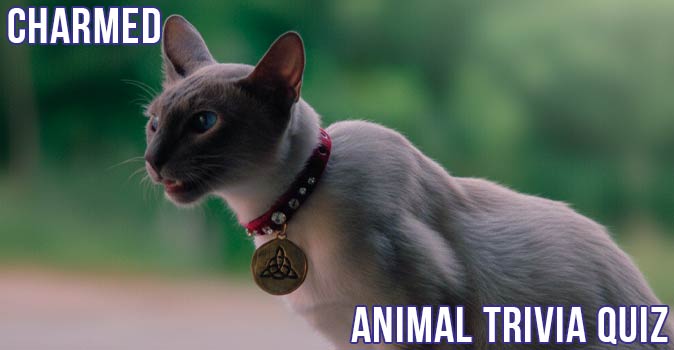Welcome to Quiz: Charmed Animal Trivia Quiz